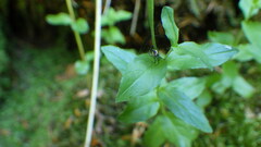 Epilobium alsinifolium