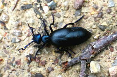 Meloe violaceus