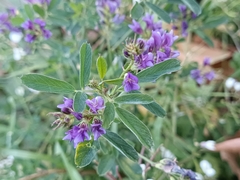 Medicago sativa