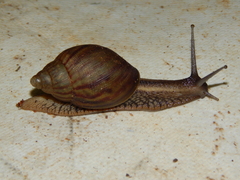 Achatina