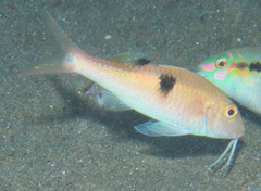 Parupeneus pleurostigma