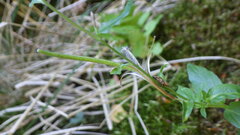 Epilobium alsinifolium