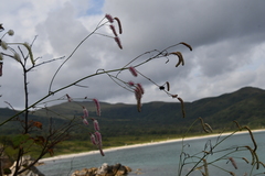 Sanguisorba parviflora