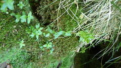 Epilobium alsinifolium