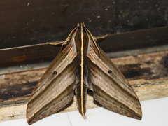 Elibia dolichus