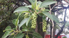 Phytolacca dioica