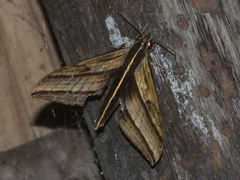 Elibia dolichus