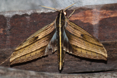 Elibia dolichus