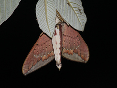Elibia dolichus