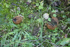 Scleroderma verrucosum