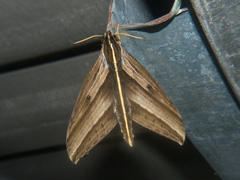 Elibia dolichus