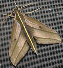 Elibia dolichus