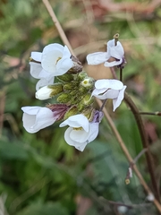 Diplotaxis erucoides