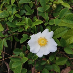 Rosa laevigata