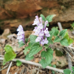 Scutellaria indica