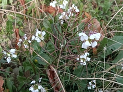 Diplotaxis erucoides
