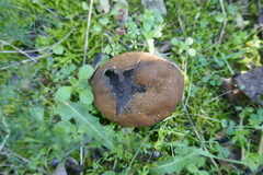 Scleroderma verrucosum