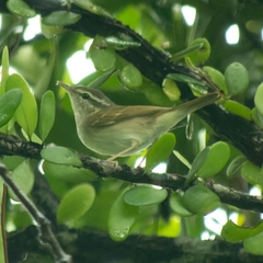 Phylloscopus borealoides