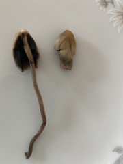 Agaricineae
