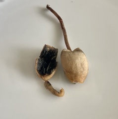 Agaricineae