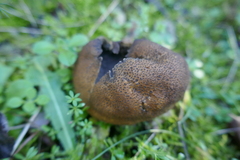 Scleroderma verrucosum