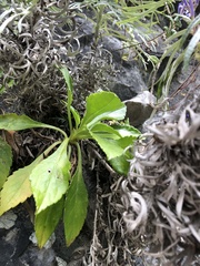 Patrinia glabrifolia