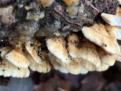 Fomitopsidaceae