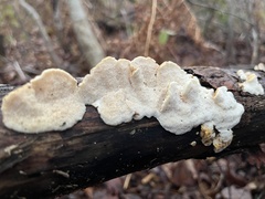 Fomitopsidaceae