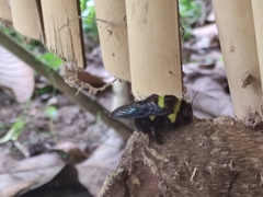 Xylocopa ghilianii