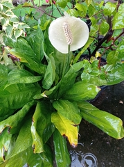 Spathiphyllum wallisii