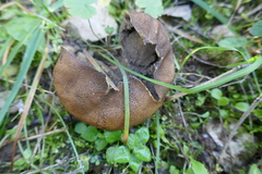 Scleroderma verrucosum