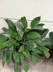 Spathiphyllum wallisii