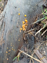 Dacrymyces stillatus