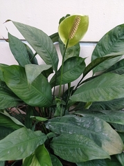 Spathiphyllum wallisii
