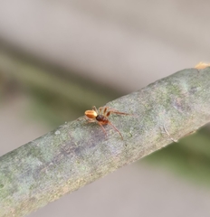 Ostearius melanopygius