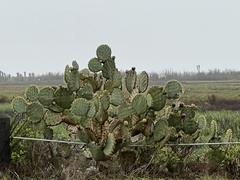 Opuntia alta