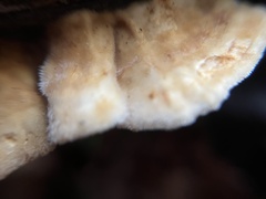 Fomitopsidaceae