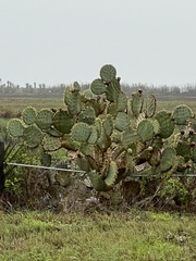Opuntia alta