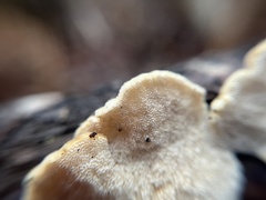 Fomitopsidaceae