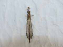 Austroleon immitis