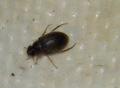 Berosus
