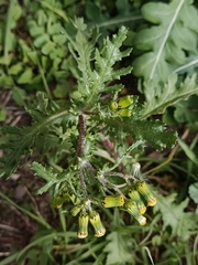 Senecio vulgaris