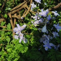 Iris japonica