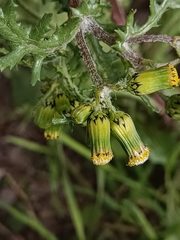 Senecio vulgaris