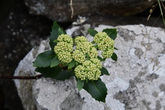 Hylotelephium verticillatum