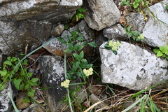 Hylotelephium verticillatum