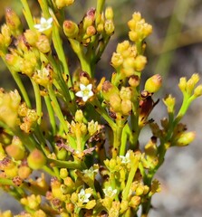 Thesium pseudovirgatum