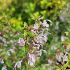 Schnabelia terniflora