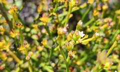 Thesium pseudovirgatum