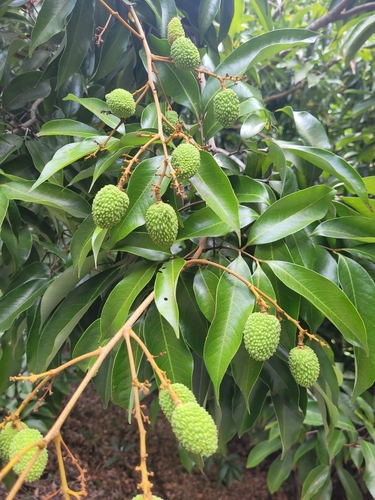 Litchi chinensis